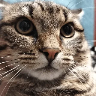 😰 emoji Смешной кот Telegram sticker 16 of 44