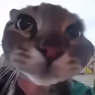 😦 emoji Смешной кот Telegram sticker 23 of 44