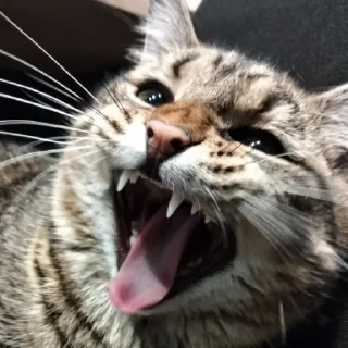 😈 emoji Смешной кот Telegram sticker 15 of 44