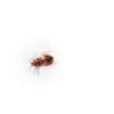 🐞 emoji Насекомые @NBstickeria Telegram sticker 21 of 30