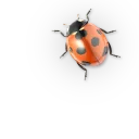 🐞 emoji Насекомые @NBstickeria Telegram sticker 3 of 30