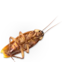 🐞 emoji Насекомые @NBstickeria Telegram sticker 10 of 30
