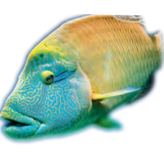 Sticker from Бош