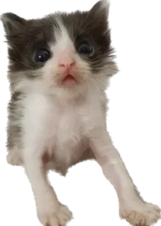 🫣 emoji Биг кити в биг сити Telegram sticker 24 of 52