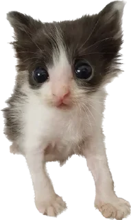 😱 emoji Биг кити в биг сити Telegram sticker 23 of 52