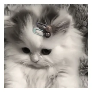 😔 emoji Котики Telegram sticker 9 of 11