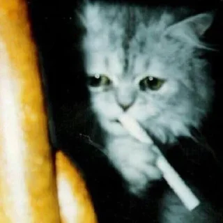 Sticker from Kitties