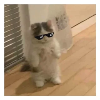 🧐 emoji Котики Telegram sticker 5 of 11