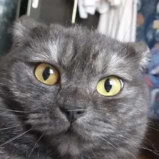 💥 emoji спокойной ночи сладких снов Telegram sticker 24 of 28