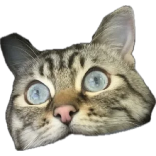 🌟 emoji Маффин Telegram sticker 21 of 40