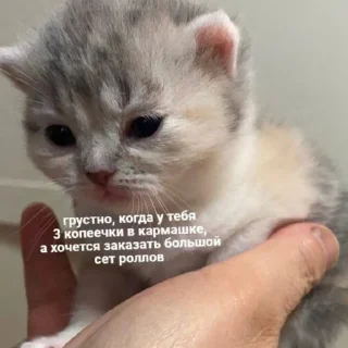 🥺 emoji Юра лох Telegram sticker 13 of 45