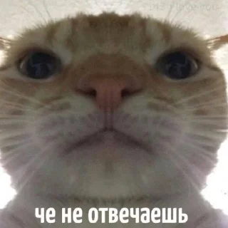 🤨 emoji Юра лох Telegram sticker 6 of 45