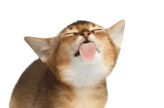 Sticker from кискис