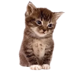 ❤️ emoji кискис Telegram sticker 13 of 27