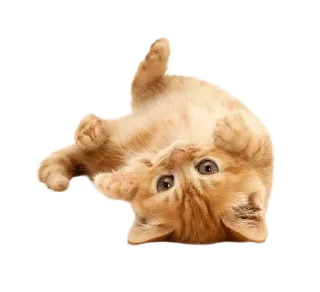 ❤️ emoji кискис Telegram sticker 20 of 27