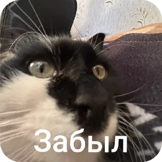 Sticker from Кошка Глория