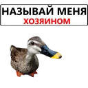 🧐 emoji Duck @TVstickers Telegram sticker 19 of 120
