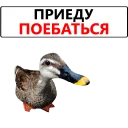 〽 emoji Duck @TVstickers Telegram sticker 24 of 120