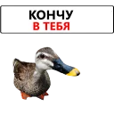 💦 emoji Duck @TVstickers Telegram sticker 5 of 120