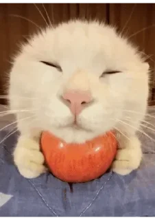 Sticker from Коха Яблоко