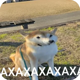 🥸 emoji 50 оттенков СВО Telegram sticker 9 of 55