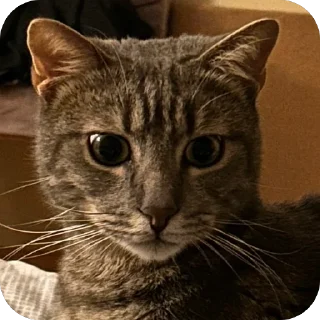 😟 emoji Арчи❤️ Telegram sticker 20 of 34