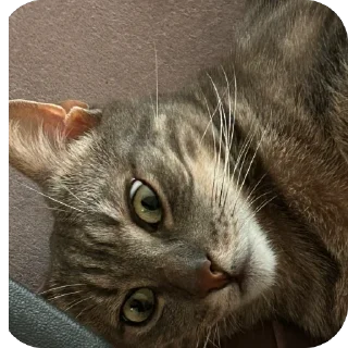 😟 emoji Арчи❤️ Telegram sticker 18 of 34