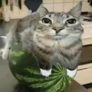 🍉 emoji мать тиграм в цирке скормил вашу Telegram sticker 9 of 12