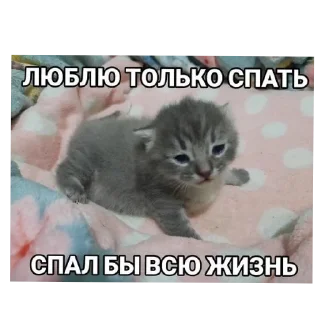 🐱 emoji Набор Telegram sticker 13 of 120