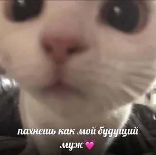👩‍🌾 emoji сема лох Telegram sticker 17 of 17