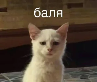 🐱 emoji Dialog Telegram sticker 20 of 50