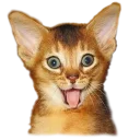 😸 emoji приколи Telegram sticker 8 of 15