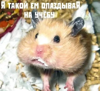 🌟 emoji Тыгыдык Telegram sticker 18 of 50