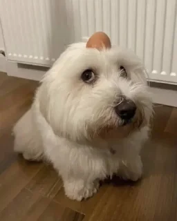 🌟 emoji боба Telegram sticker 22 of 41