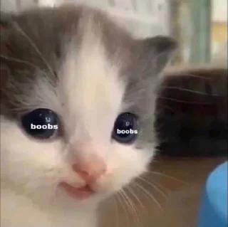 🐱 emoji Hehe not hehe Telegram sticker 10 of 19