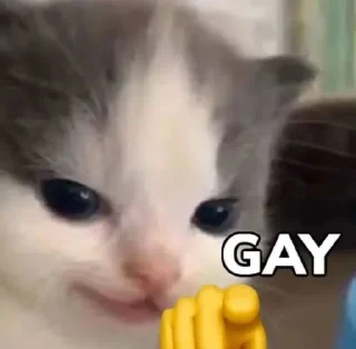 🐱 emoji Hehe not hehe Telegram sticker 15 of 19