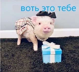 🌟 emoji pig https://t.me/minipiggies Telegram sticker 5 of 21