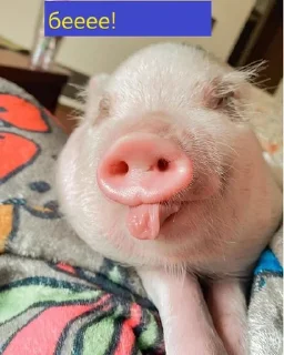🌟 emoji pig https://t.me/minipiggies Telegram sticker 21 of 21