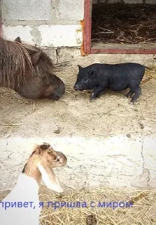 🌟 emoji pig https://t.me/minipiggies Telegram sticker 14 of 21