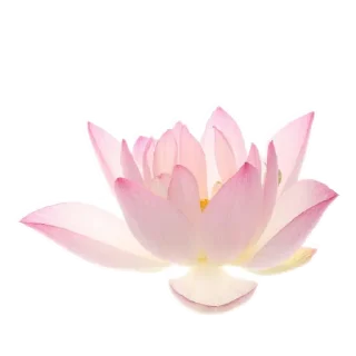🪷 emoji काली का दिल Telegram sticker 14 of 24