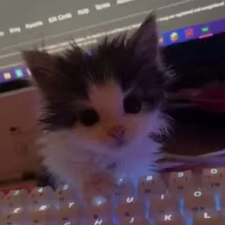 🐈 emoji Стикеры от люпими Лисы Telegram sticker 3 of 58