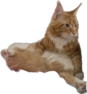 Sticker from Кот