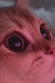 🐈 emoji котики ну 2 Telegram sticker 19 of 22