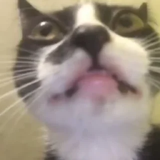 🐈 emoji котики ну 2 Telegram sticker 14 of 22