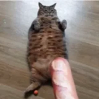 🐈 emoji котики ну 2 Telegram sticker 13 of 22