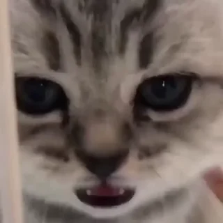 🐈 emoji котики ну 2 Telegram sticker 17 of 22