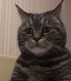 🐈 emoji котики ну 2 Telegram sticker 18 of 22