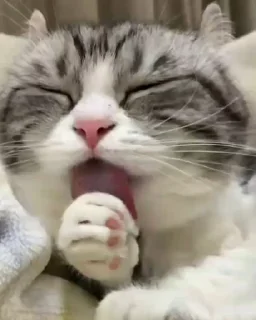 🐈 emoji котики ну 2 Telegram sticker 11 of 22