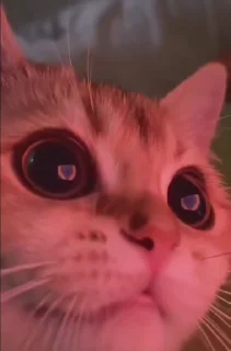 🐈 emoji котики ну 2 Telegram sticker 20 of 22
