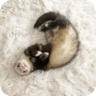 Sticker from ferrets 0.1 ??¿?11 ;0 | @SkibidiCitrusMeow | by @offstikbot